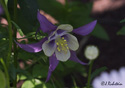 Aquilegia canadensis L.